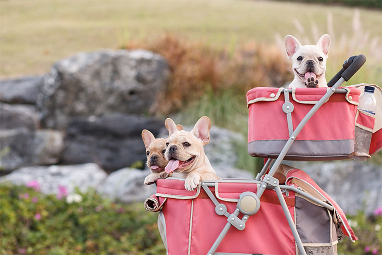 Dogs in Stroller