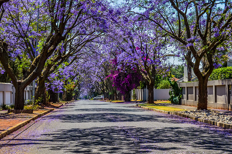 Springtime Driving