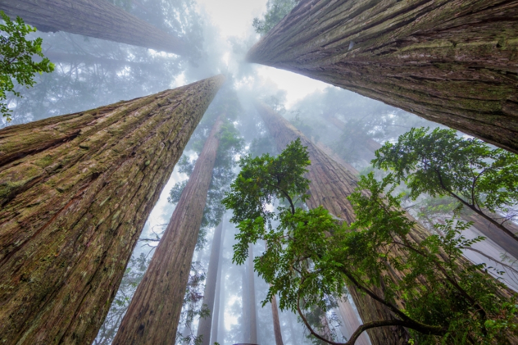Expat Guide Redwood National Park