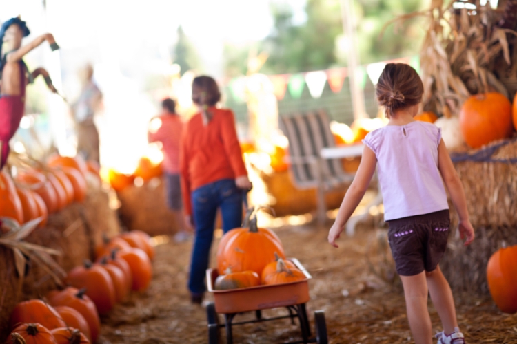 Pumpkin Picking in the fall for Expats and their family