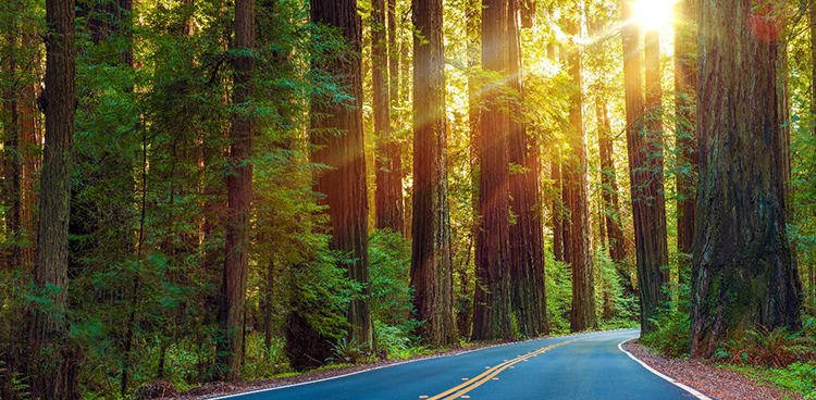 Redwoods, California