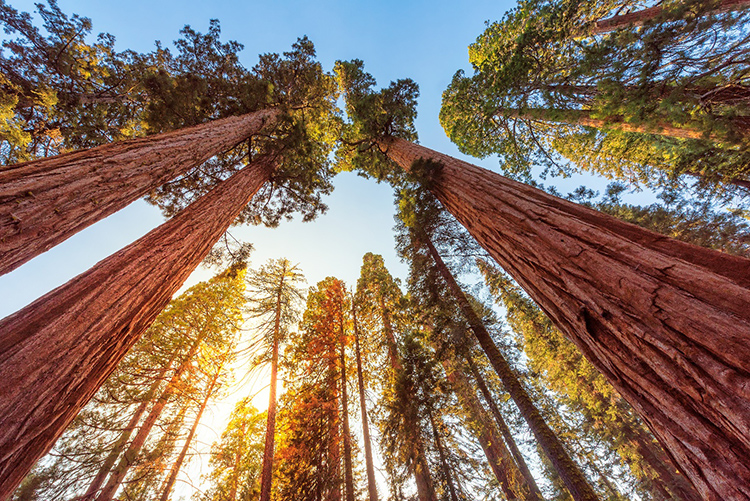 Yosemite, California